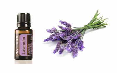 Das ätherische Öl vom Lavendel